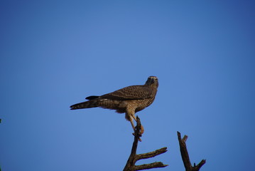 Eagle, Adler, Kalahari,  Südafrika
