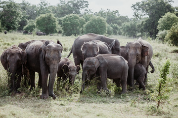 Fototapeta premium Elephants in a National Park from Sri Lanka