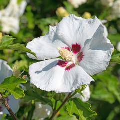 Search Photos Hibiskus
