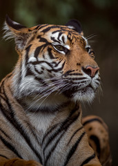 Naklejka na ściany i meble Portrait of Sumatran tiger