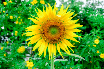 sun flower at garden