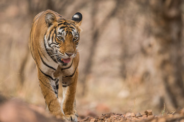 A dominant tigress on the prowl at Ranthambore National Park