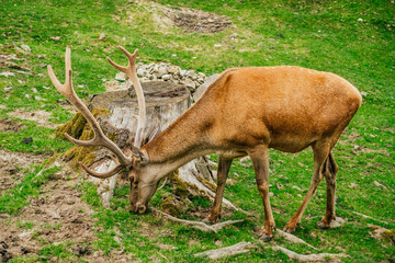 Naklejka na ściany i meble Beautiful deer grazing the grass in the national park.