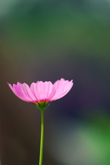 Obraz na płótnie Canvas Pink flower in front of other tree, pink flower among tree, pink flower with blur background