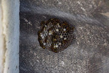 Wasps polist. Wasp nest with wasps sitting on it. The nest of a family of wasps which is taken a...