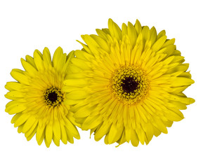 Yellow African Daisy flower or Transvaal Daisy flower or Gerbera flower isolated on white background with clipping path. Top view of two Gerbera flower on white pattern.