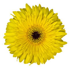 Yellow African Daisy flower or Transvaal Daisy flower or Gerbera flower isolated on white background with clipping path. Top view of Gerbera flower on white pattern.