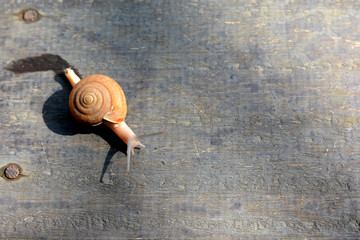 A snail alone on the floor, dreamy color