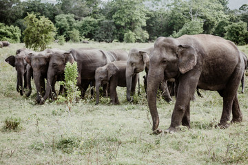Fototapeta na wymiar Elephants in a National Park from Sri Lanka