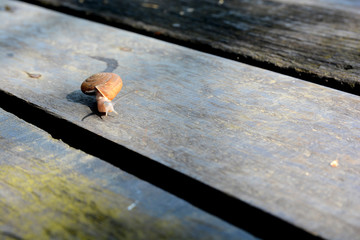 A snail alone on the floor, dreamy color