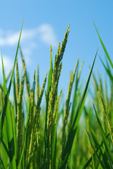 Close up ear of rice, close up ear of paddy, rice field with blue sky in background