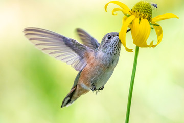 Broad-tailed hummingbird in flight at yellow flower in Sandia Mountains, New Mexico