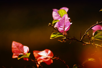 Bougainvillea, pink Paper flower
