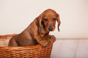 cute puppy Dachshund red in the basket in the Studio on a light background