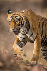 Fototapeta na wymiar A dominant tigress on the prowl at Ranthambore National Park