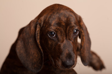 cute puppy Dachshund in the Studio on a light background