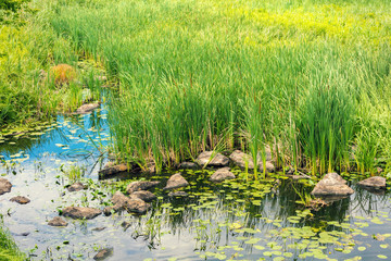 Lakeshore with green cane and stones