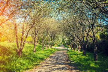 Pedestrian alley in the park at sunset