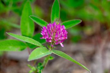 Red clover flower on green background