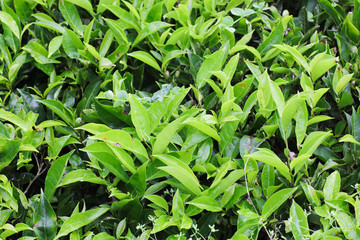 Cameron Highland Tea Farm