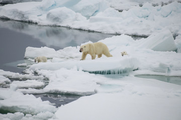 Obraz na płótnie Canvas Polar bear walking in an arctic.