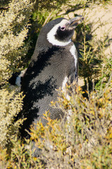 Magellanic Penguin, Valdes