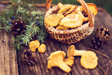 Mushrooms chanterelle in the basket