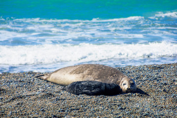 Mother and cub elephant seal in valdes peninsula