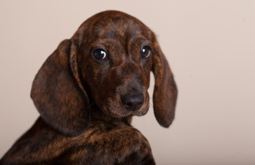 cute puppy Dachshund in the Studio on a light background