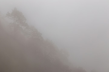 Dense fog in mountains. View of clouds over trees in forest near the McLeod Ganj. Himachal Pradesh. India