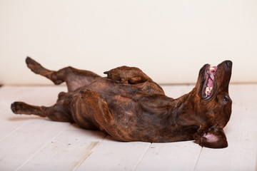 beautiful dog breed Dachshund lying in the Studio on a light background