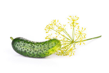 One whole fresh yellow dill flowers cluster with a cucumber isolated on white