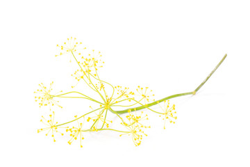 One whole fresh yellow dill flowers isolated on white
