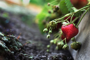 A fresh ripe red strawberry on the garden bed with green leaves around and the ground
