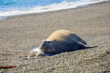 Male and female elephant seal in Valdes peninsula