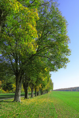 Fototapeta na wymiar Schwaebische Alb; Sankt Johann; Lindenallee im Herbst