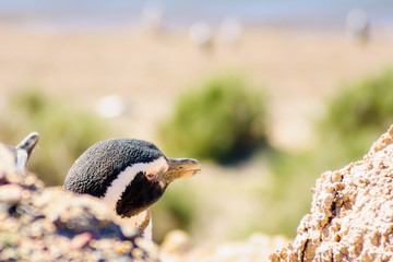 Magellanic Penguin in Valdes peninsula