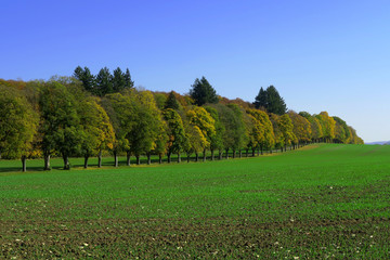 Schwäbische Alb; Lindenallee; Herbst, Herbstlandschaft