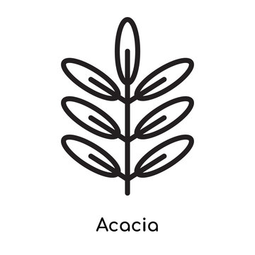 Acacia icon vector sign and symbol isolated on white background, Acacia logo concept