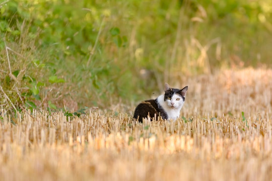 Eine Katze befindet sich in einem gemähten Feld