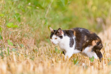 Fototapeta premium Eine Katze befindet sich in einem gemähten Feld