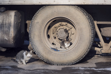 Cats in garage
