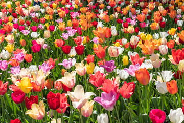 Champs de tulipe - Printemps - fleurs - Jardin botanique - 214803231