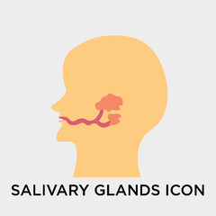 Salivary glands icon vector sign and symbol isolated on white background, Salivary glands logo concept