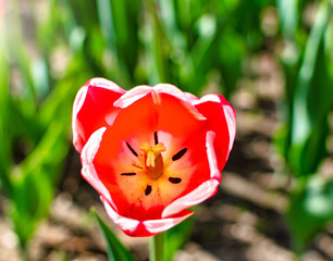 Tulipe - fleur - jardin botanique - nature - Printemps   - 214803272