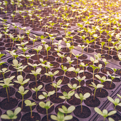 Green salad growing from seed,Small seedlings of green vegetables grown in the tray cultivation,The cultivation of healthy plants.