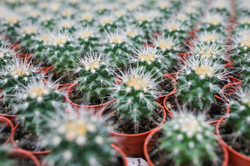 Cactus farm at Cameron Highland Malaysia