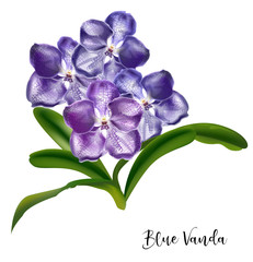Vanda Orchid flower violet color on white background ,vector illustration