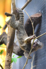 Common Marmoset or White-eared Marmoset habitat in the Khao Keaw zoo, Thailand