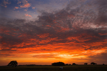 llaneros landscapes with animals and beautiful sunsets